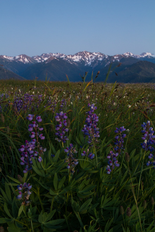 Lupines And The Olympic Mountains At Twilight