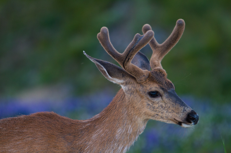 Mule Deer