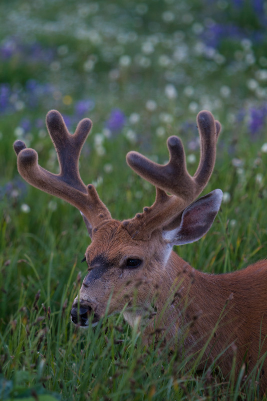 Mule Deer