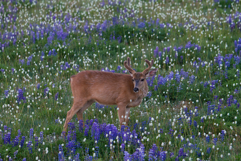 Mule Deer In WIldflowers