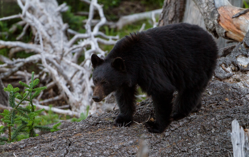 Black Bear