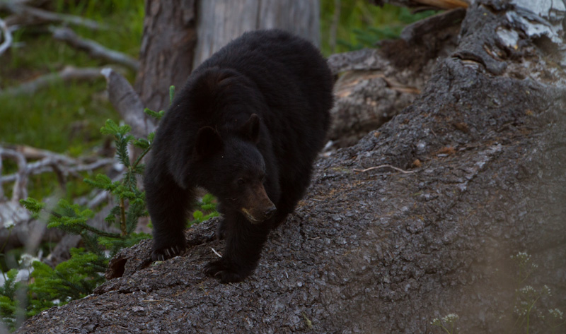 Black Bear