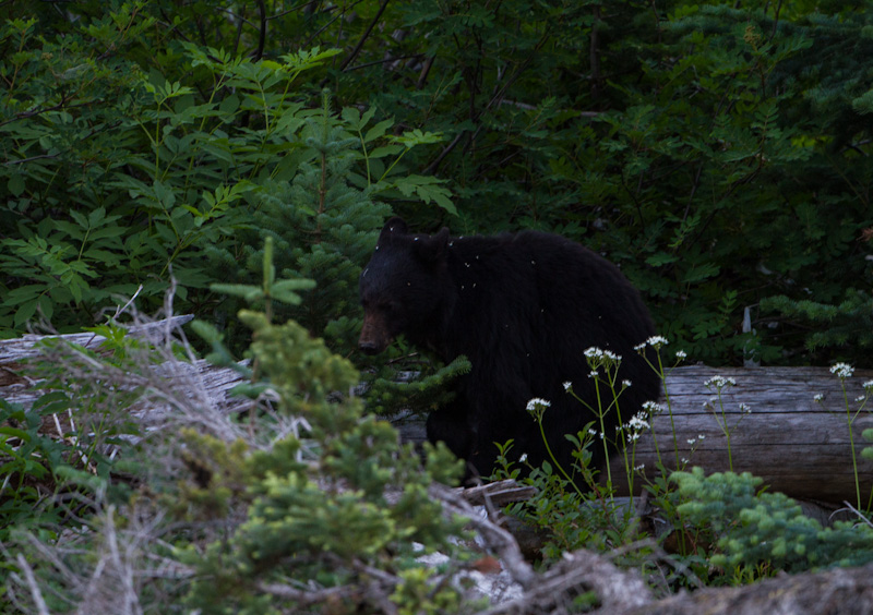 Black Bear