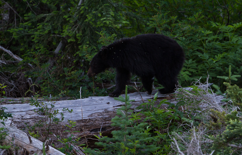 Black Bear