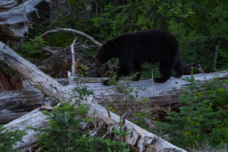 Black Bear