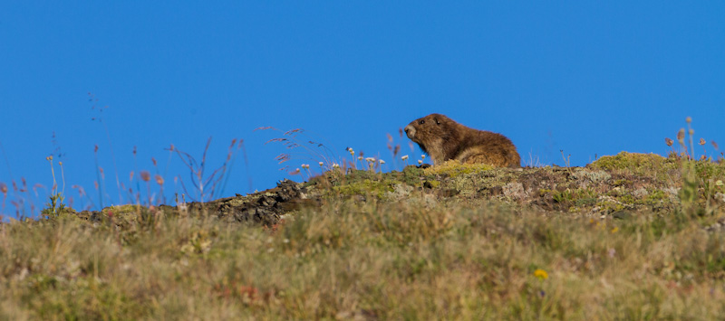 Olympic Marmot