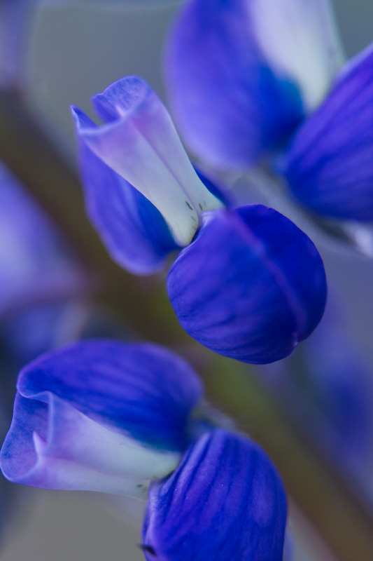 Lupine Detail