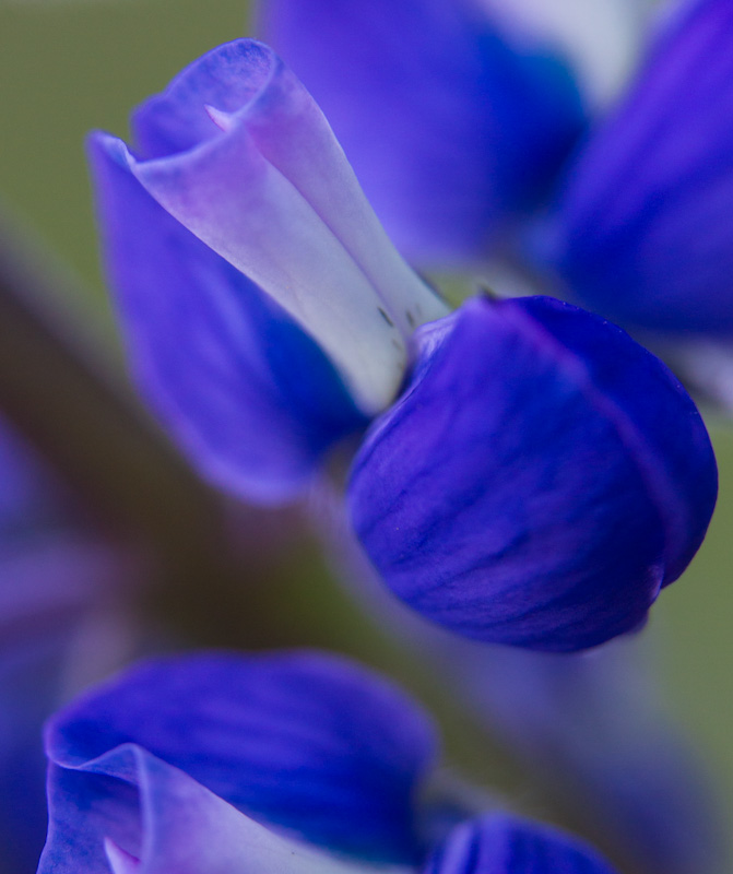 Lupine Detail