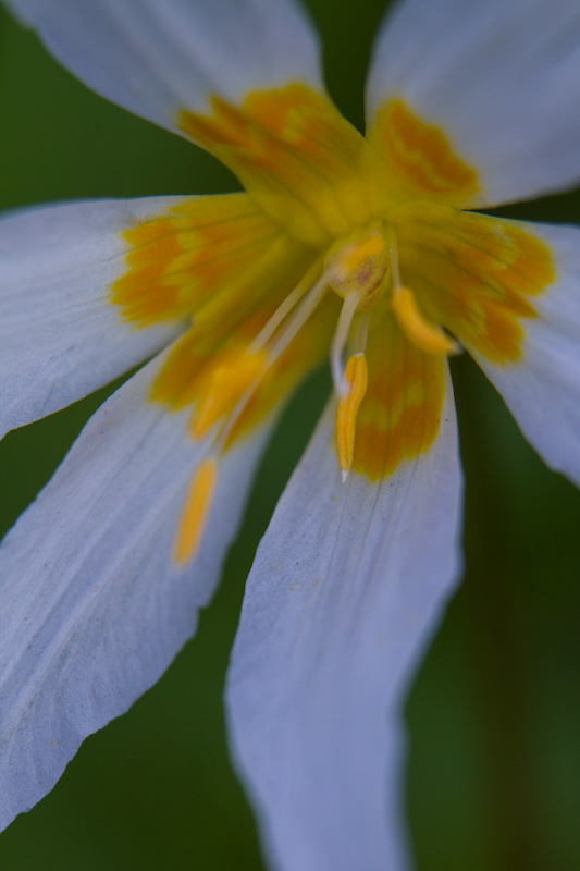 Avalanche Lily Detail