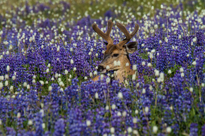 Mule Deer In WIldflowers