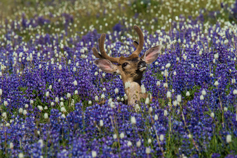 Mule Deer In WIldflowers