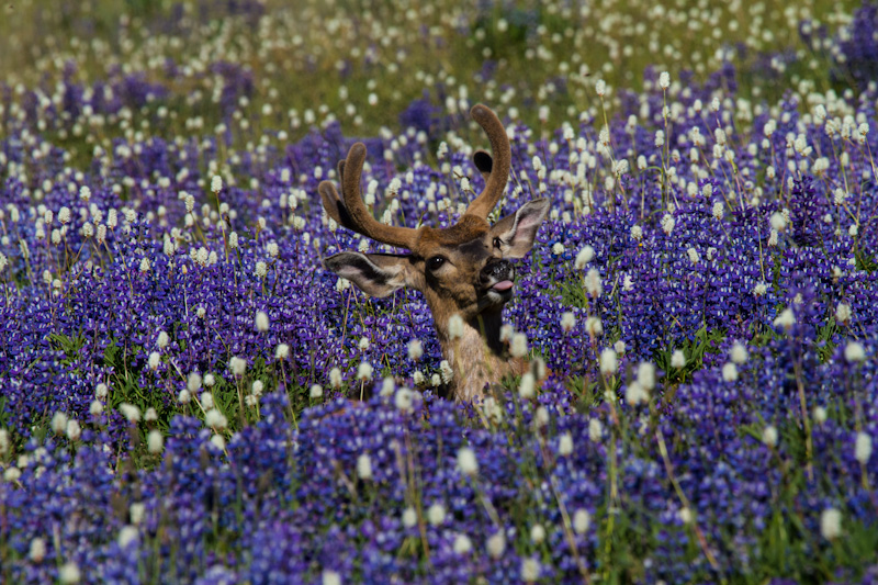 Mule Deer In WIldflowers