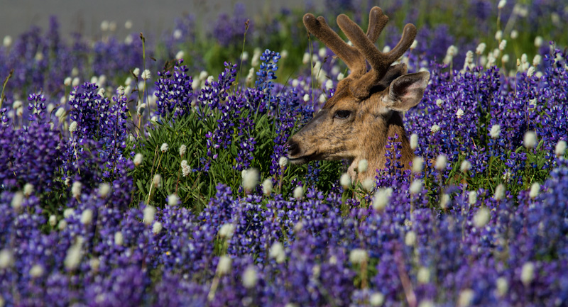 Mule Deer In WIldflowers