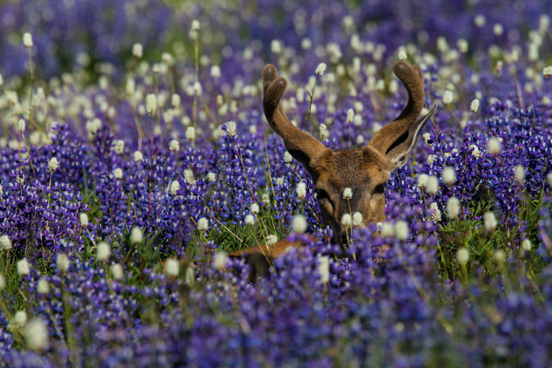 Mule Deer In WIldflowers