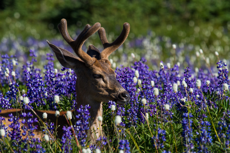 Mule Deer In WIldflowers