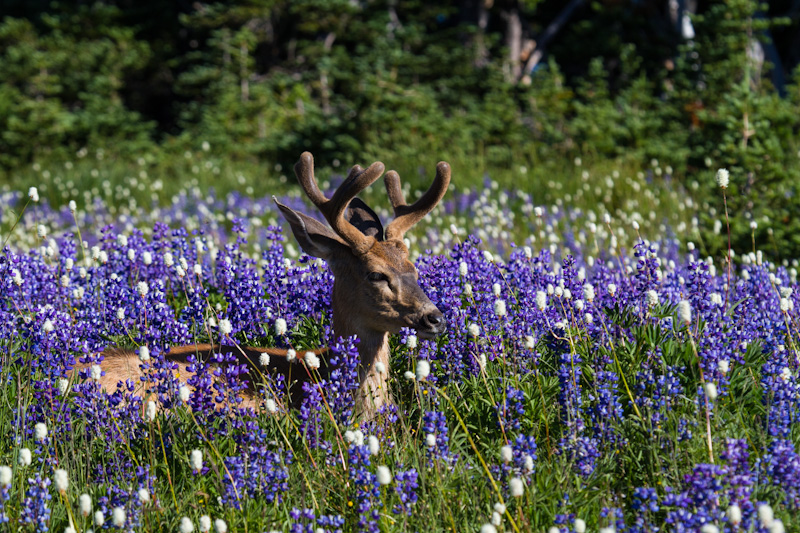 Mule Deer In WIldflowers