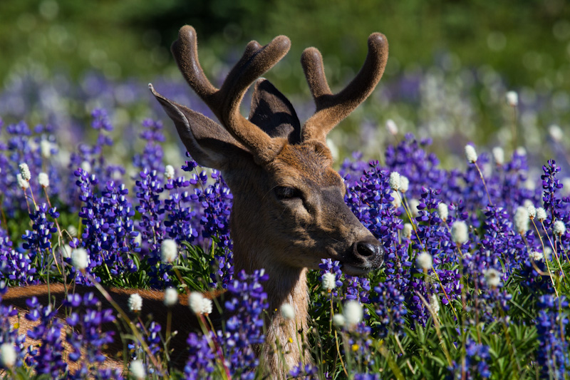 Mule Deer In WIldflowers