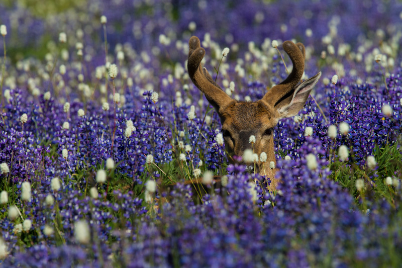 Mule Deer In WIldflowers