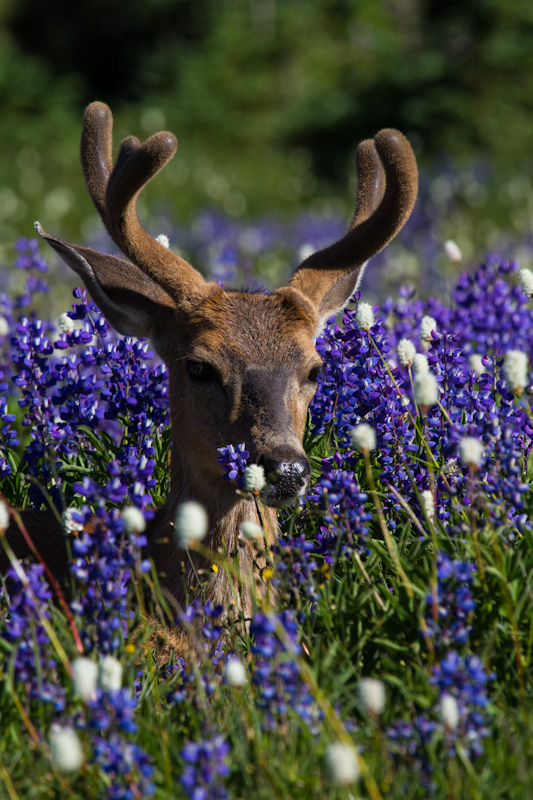 Mule Deer In WIldflowers