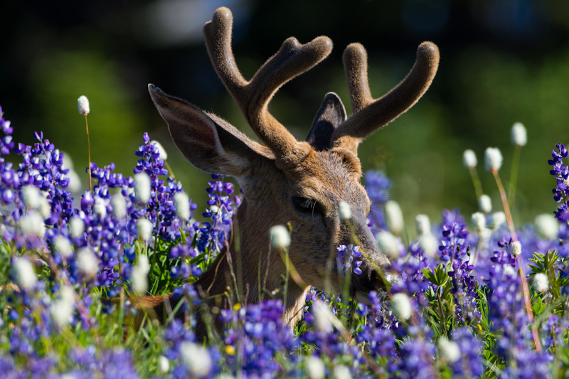 Mule Deer In WIldflowers