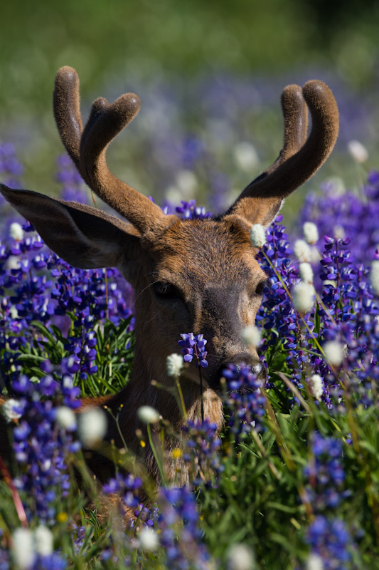 Mule Deer In WIldflowers