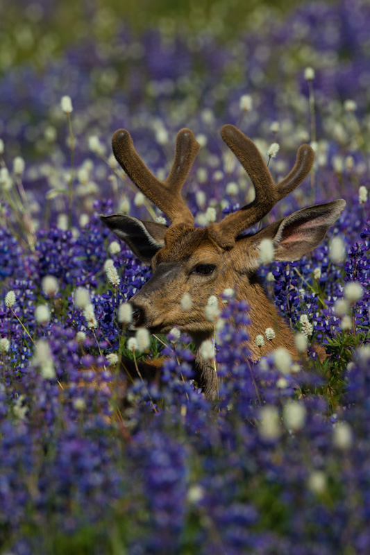 Mule Deer In WIldflowers