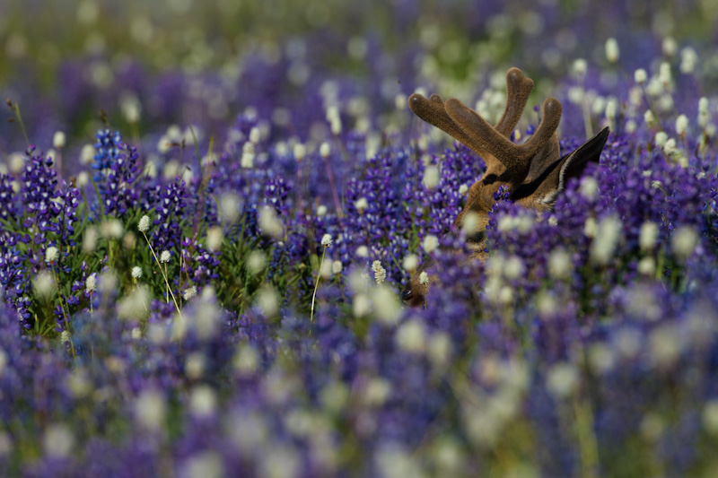 Mule Deer In WIldflowers