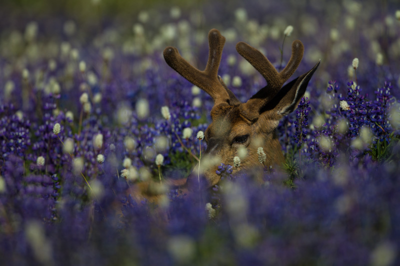 Mule Deer In WIldflowers