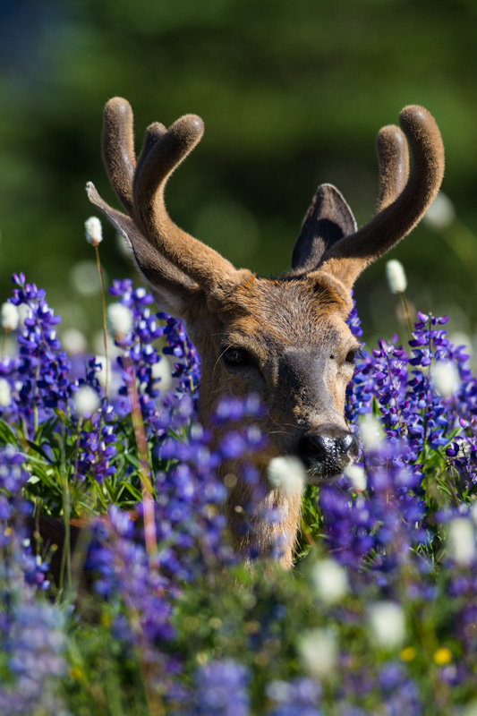 Mule Deer In WIldflowers