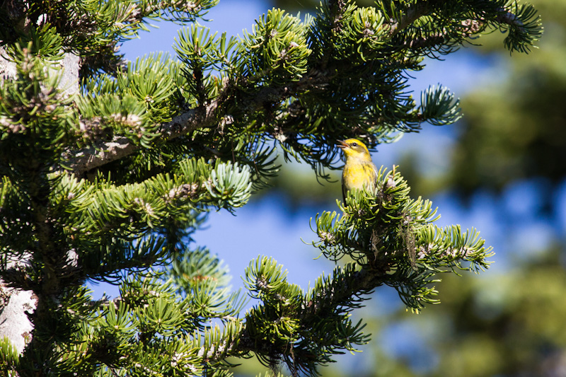 Townsends Warbler