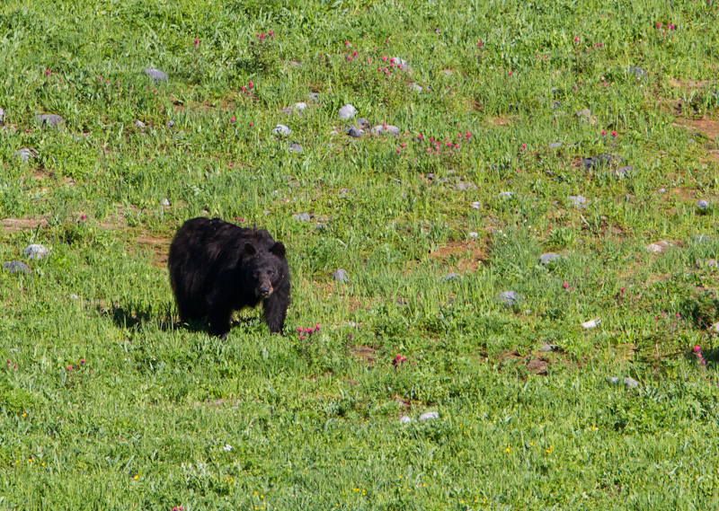 Black Bear