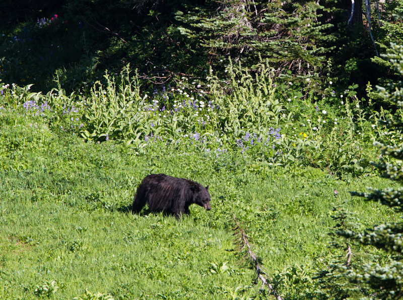 Black Bear