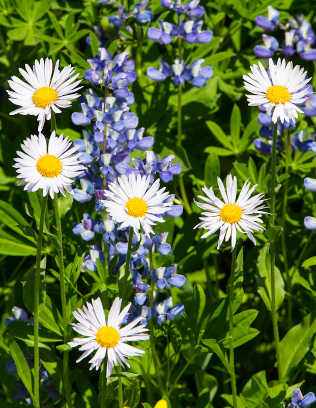 Subalpine Daisys