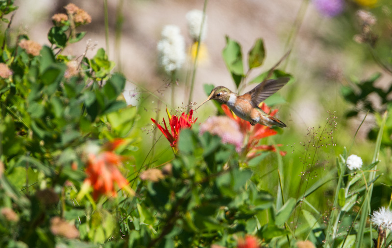 Rufous Hummingbird In Flight