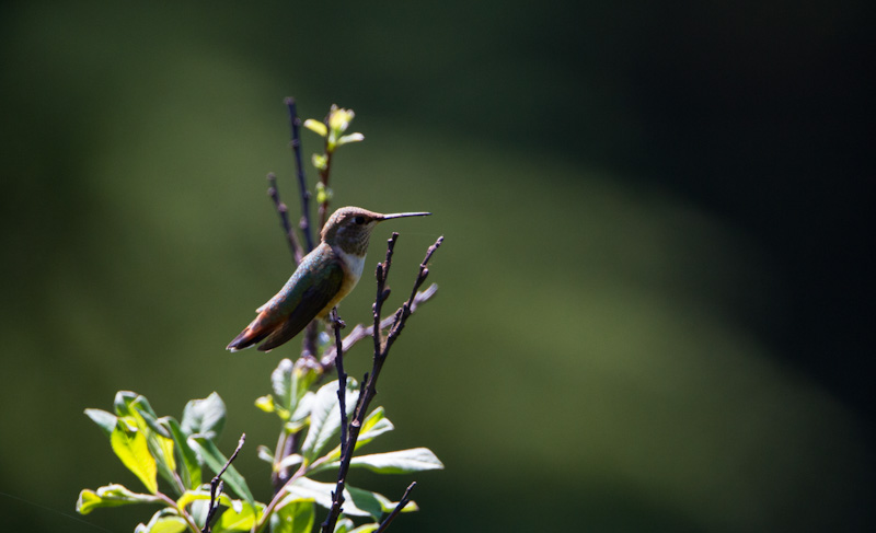 Rufous Hummingbird