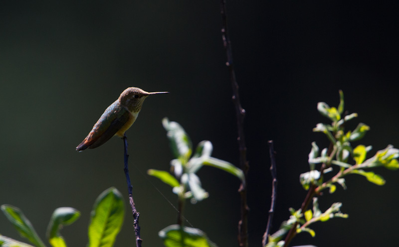 Rufous Hummingbird