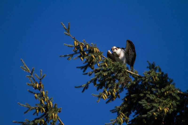 Osprey