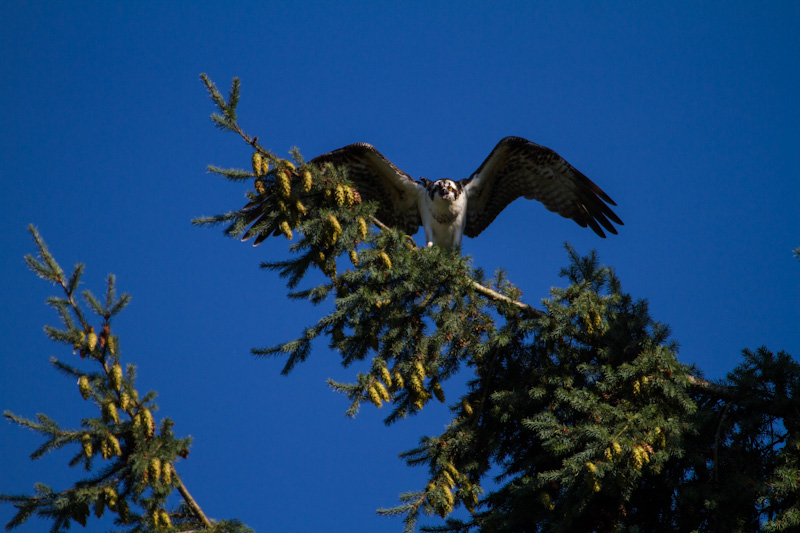 Osprey