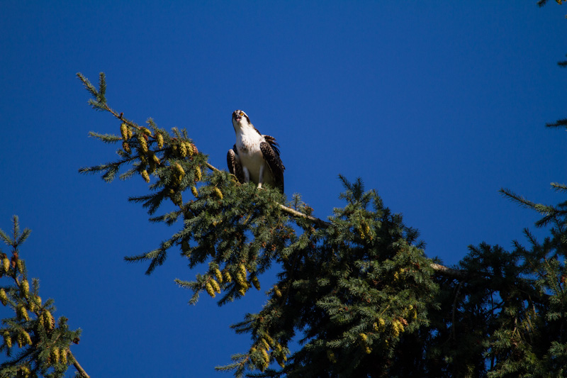 Osprey