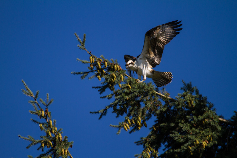 Osprey