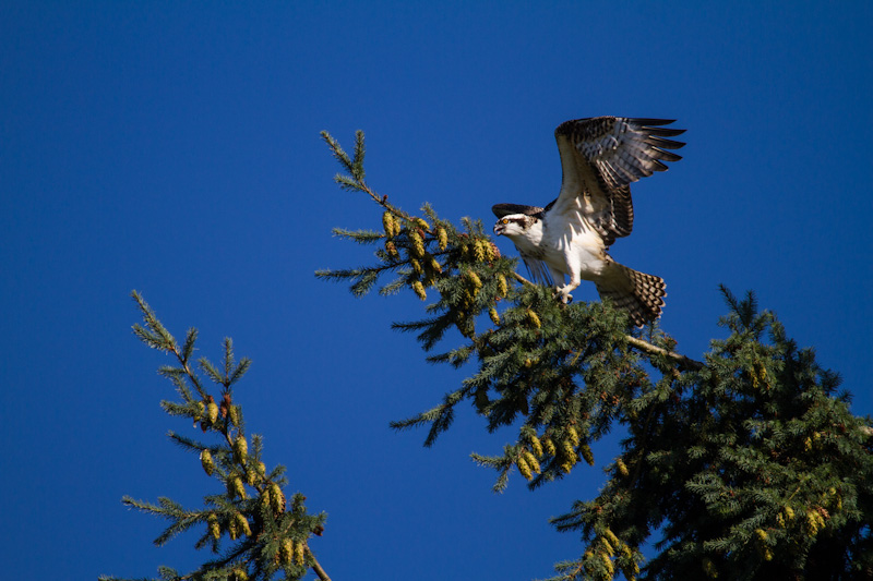 Osprey