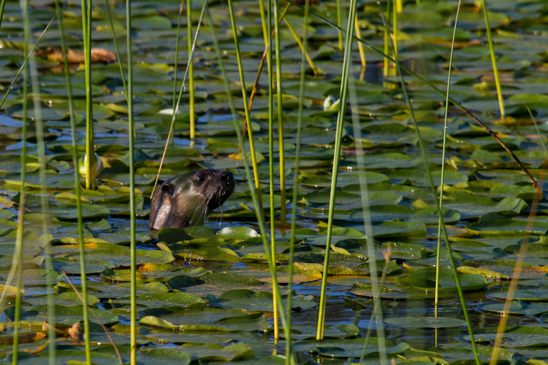 River Otter