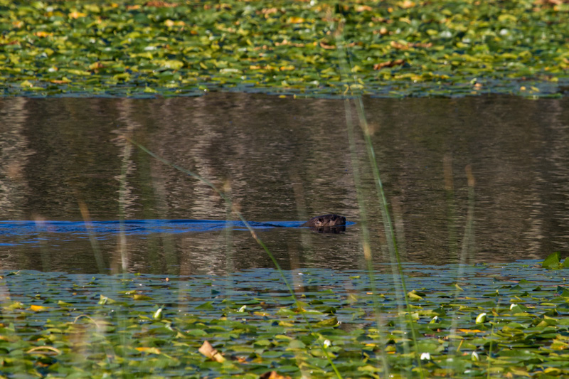 River Otter