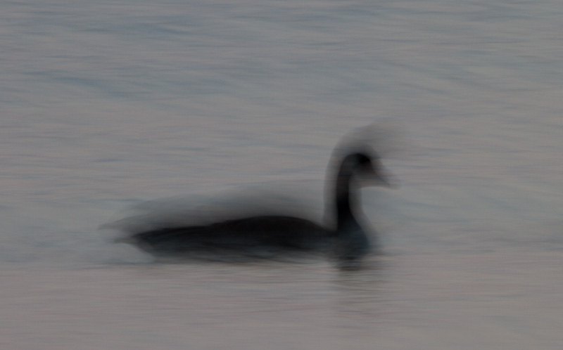 Canadian Goose