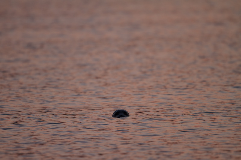 Harbor Seal