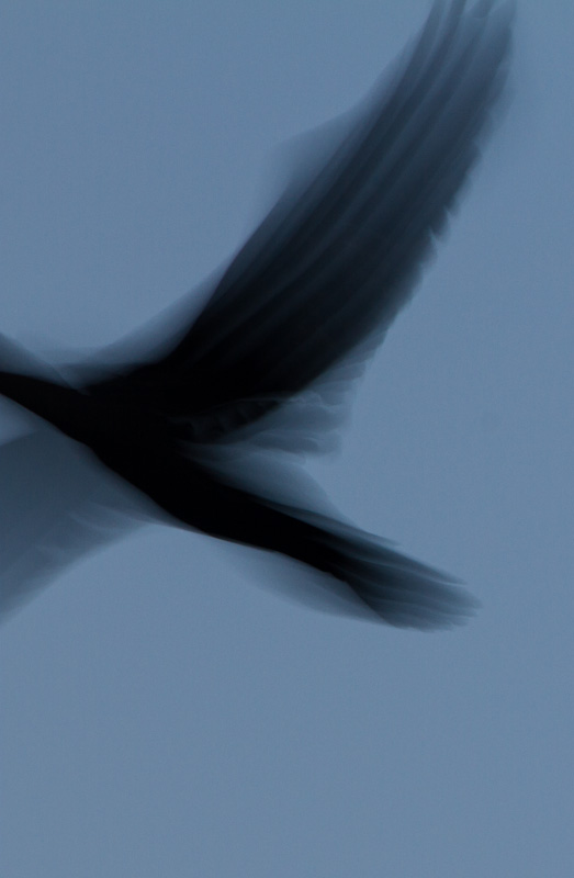 Double Crested Cormorant In Flight