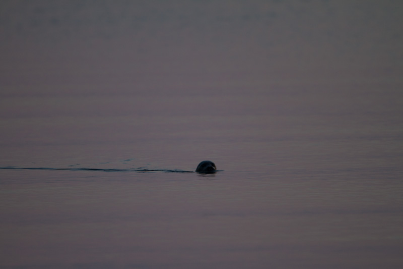 Harbor Seal