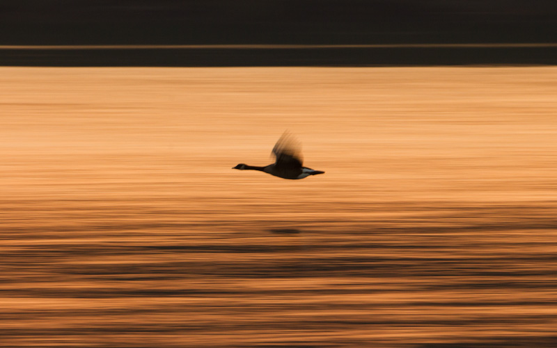 Canadian Goose In Flight