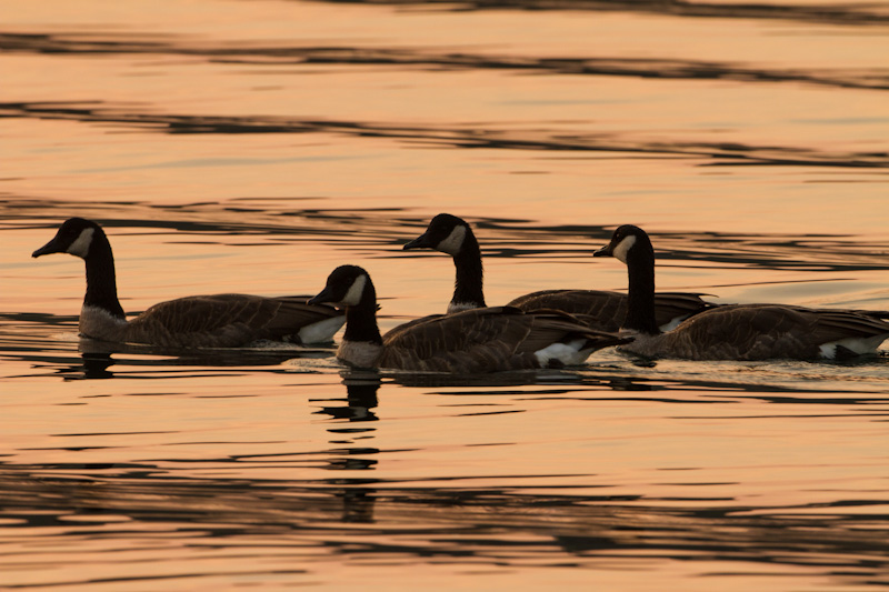 Canadian Geese