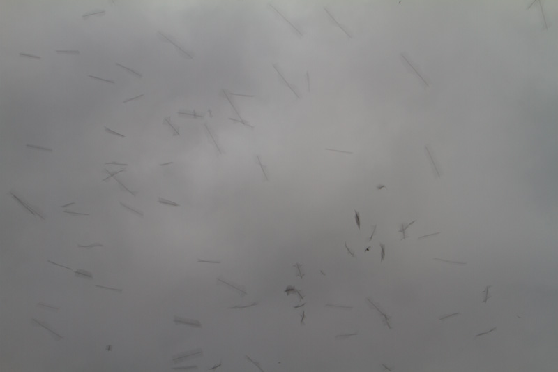 Vauxs Swifts In Flight